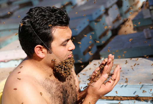 honey bee  2